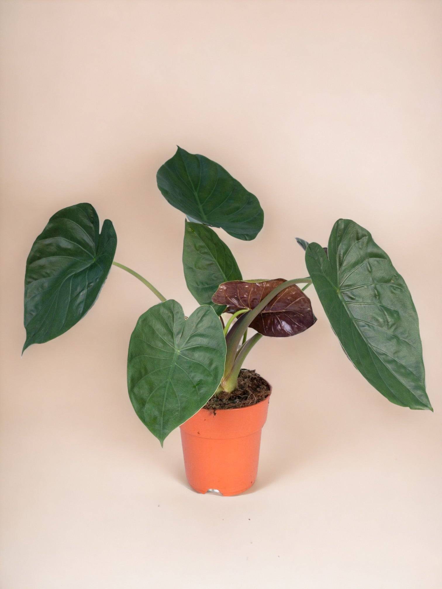 Alocasia Wentii 70cm - Plante d'intérieur- La Green Touch - Image 1