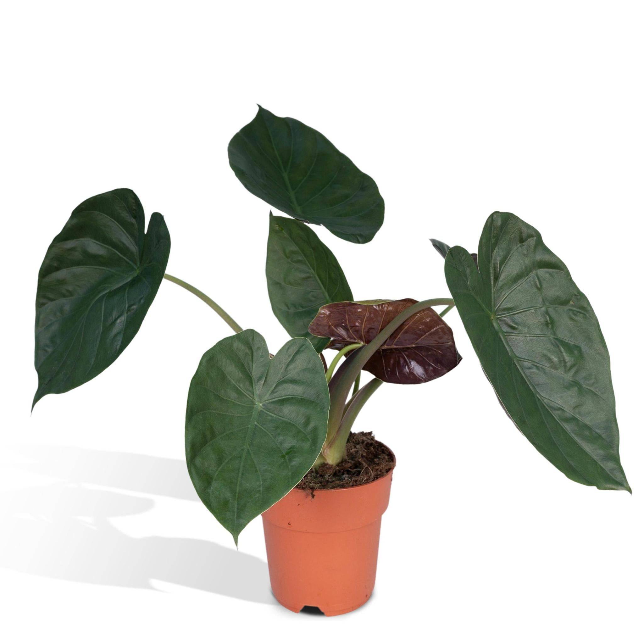 Alocasia Wentii 70cm - Plante d'intérieur- La Green Touch - Image 3