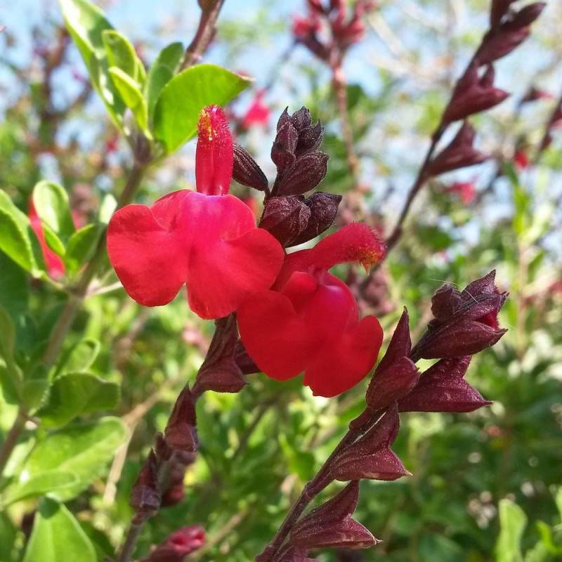Sauge d'automne Mirage™ Cherry Red à fleurs Rouge/ - feuillage Caduc - Pot de 4L - 40/60 cm - Image 1