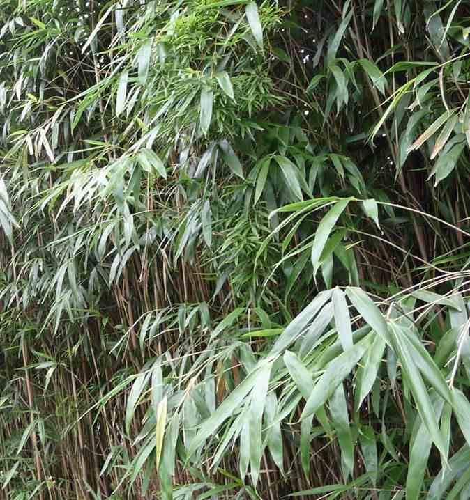 Sans Marque - Pseudosasa japonica Taille:Pot de 2 litres ? 40/60 cm