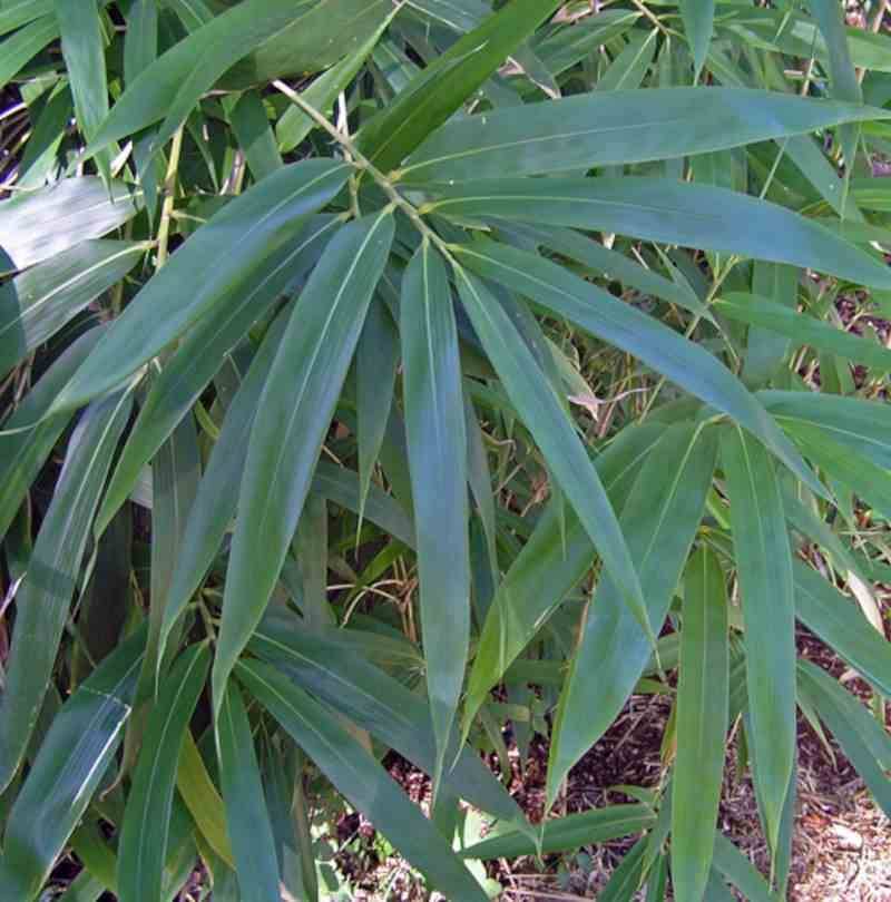 Sans Marque - Pseudosasa japonica Taille:Pot de 2 litres ? 40/60 cm - Image 2