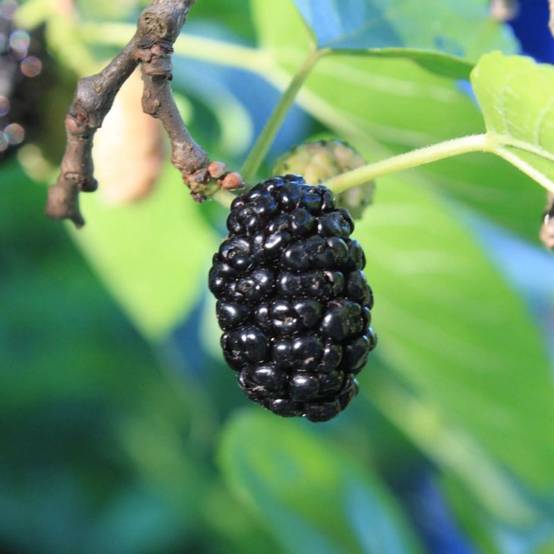 Mûrier noir (Morus nigra) - Godet - Taille 10/15cm - Pépinières Naudet - Image 3