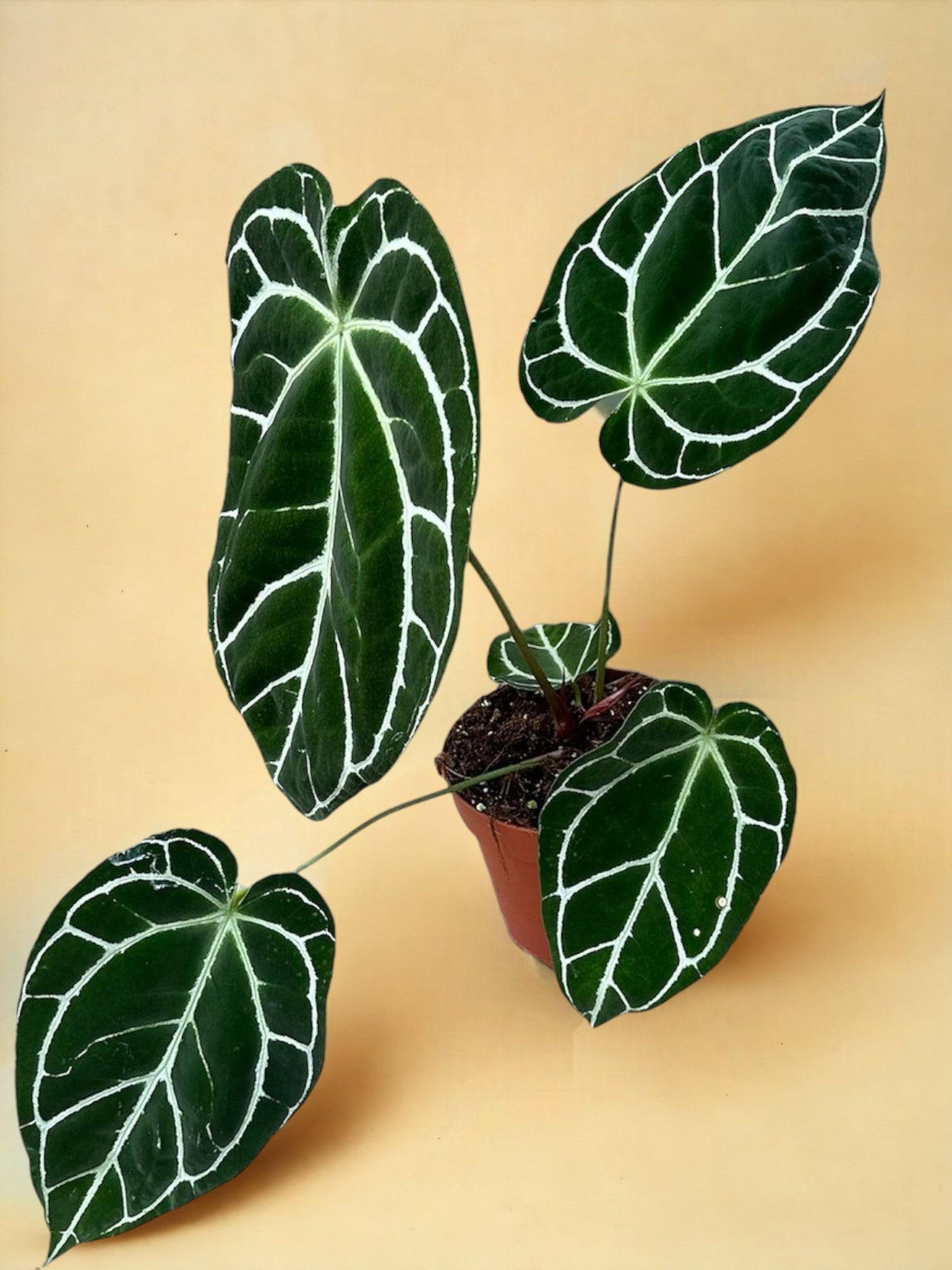 Anthurium Crystallinum- La Green Touch - Image 1