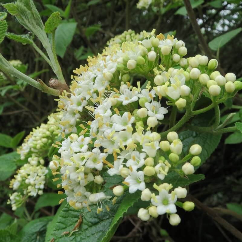 Viorne cotonneuse (Viburnum lantana) - Godet - Taille 20/40cm - Pépinières Naudet - Image 4