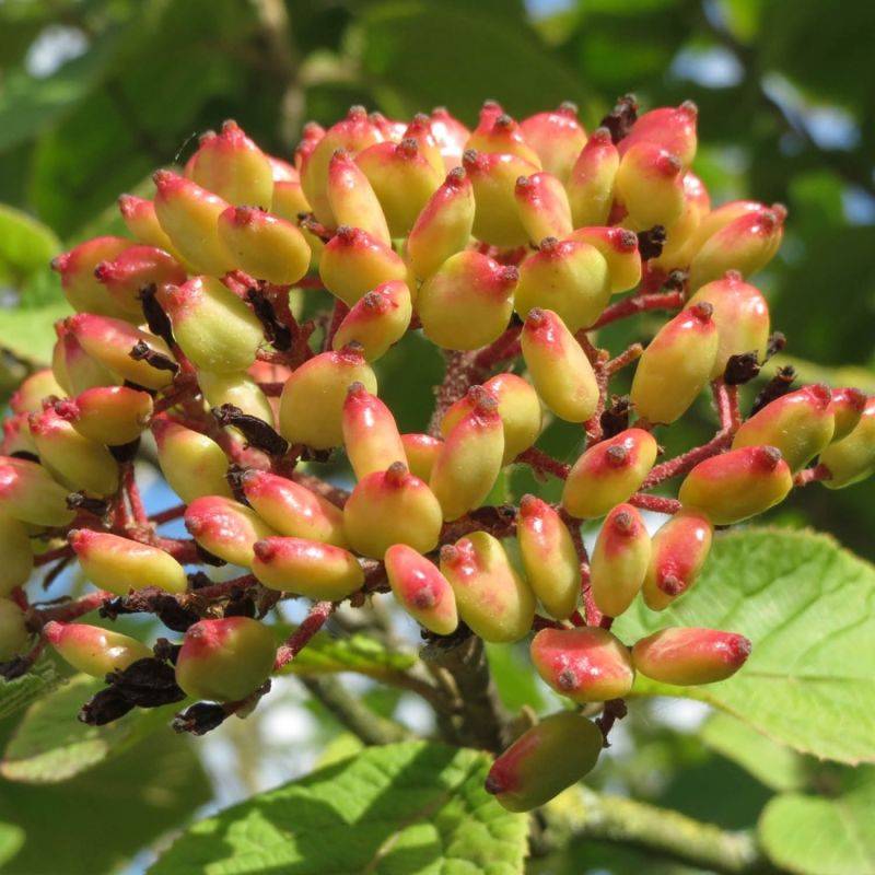 Viorne cotonneuse (Viburnum lantana) - Godet - Taille 20/40cm - Pépinières Naudet - Image 1