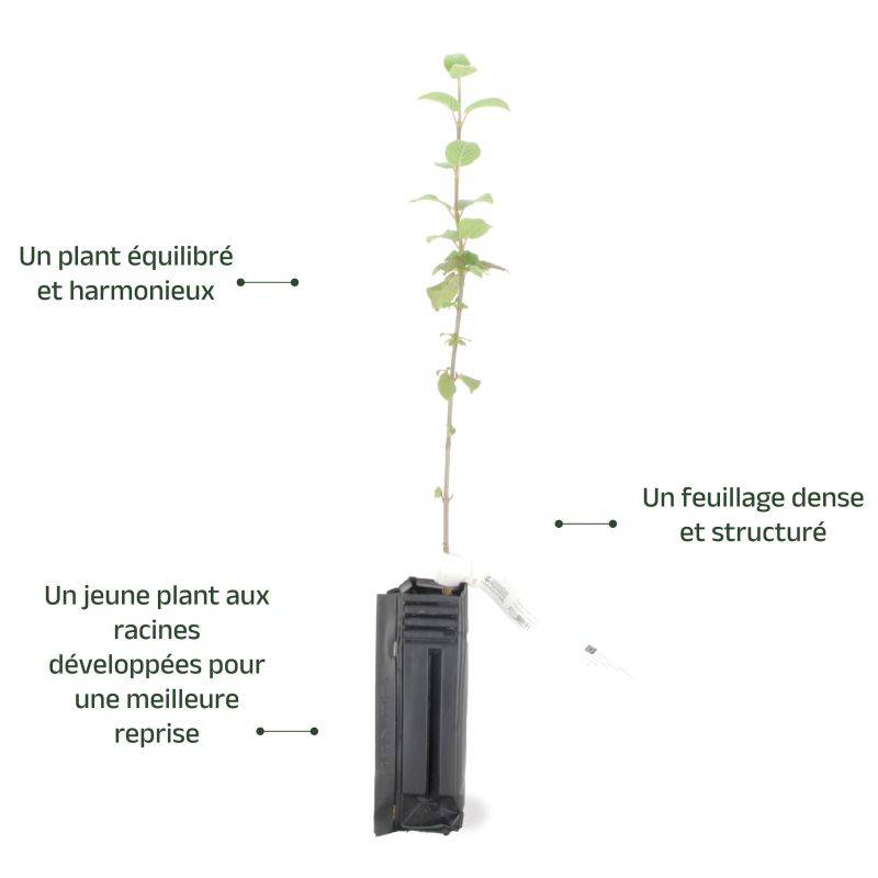 Viorne cotonneuse (Viburnum lantana) - Godet - Taille 20/40cm - Pépinières Naudet - Image 3