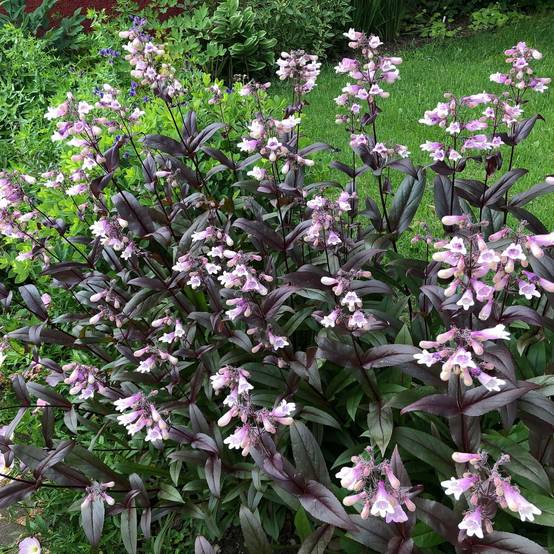 Promesse de Fleurs - Penstemon digitalis Dark Towers - Galane Godet de 8/9 cm