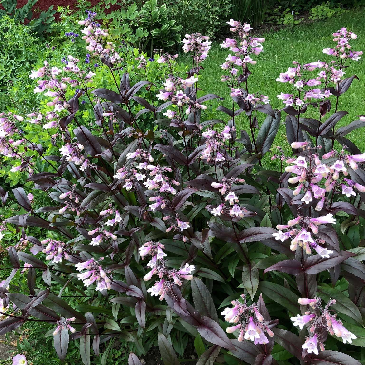 Promesse de Fleurs - Penstemon digitalis Dark Towers - Galane Godet de 8/9 cm