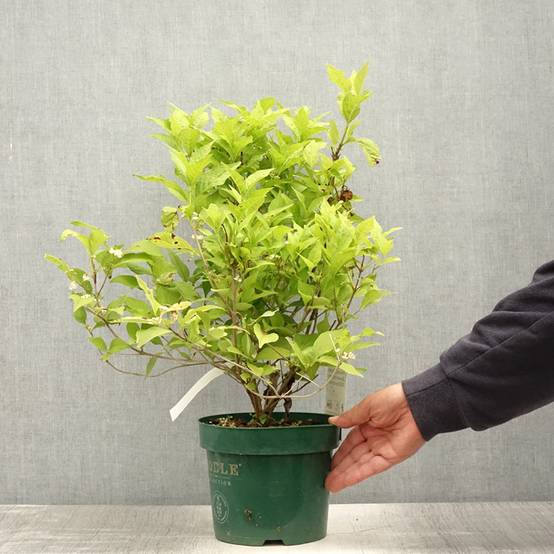 Callicarpa bodinieri Magical Snowqueen Pot de 3L/4L - Image 2