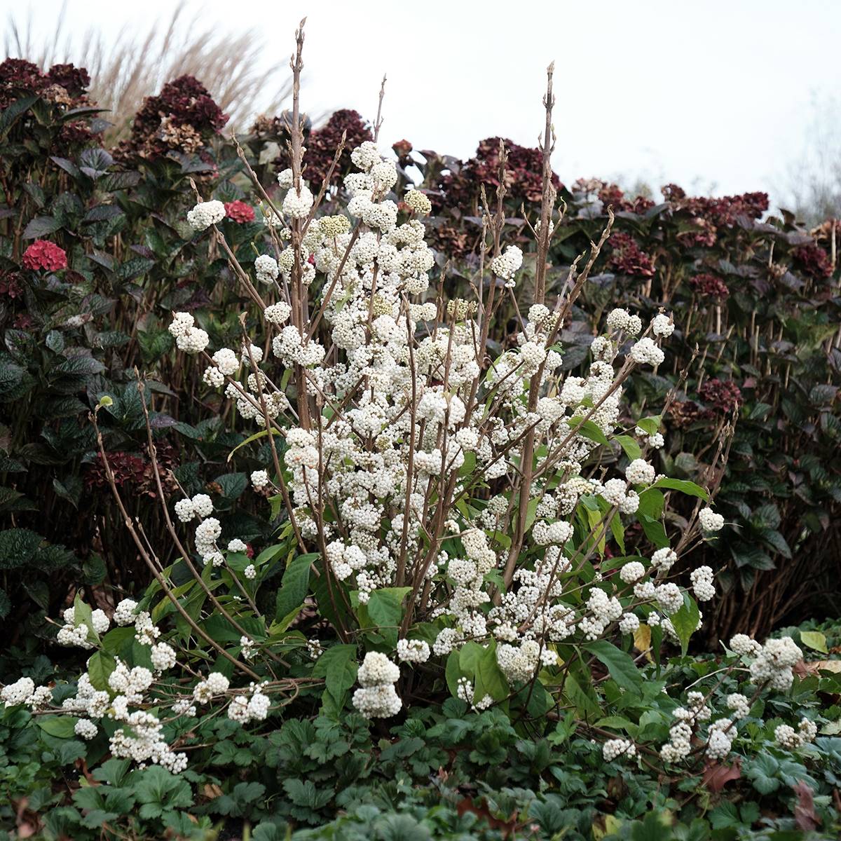 Callicarpa bodinieri Magical Snowqueen  Pot de 3L/4L