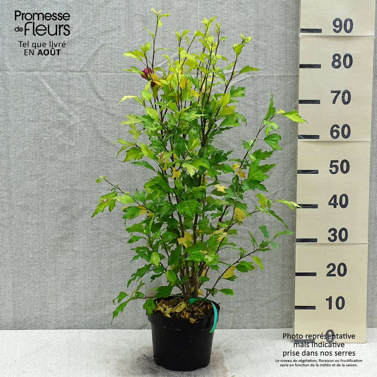 Promesse de Fleurs - Hibiscus syriacus Flower Tower Ruby - Althea Pot de 2L/3L - Image 2