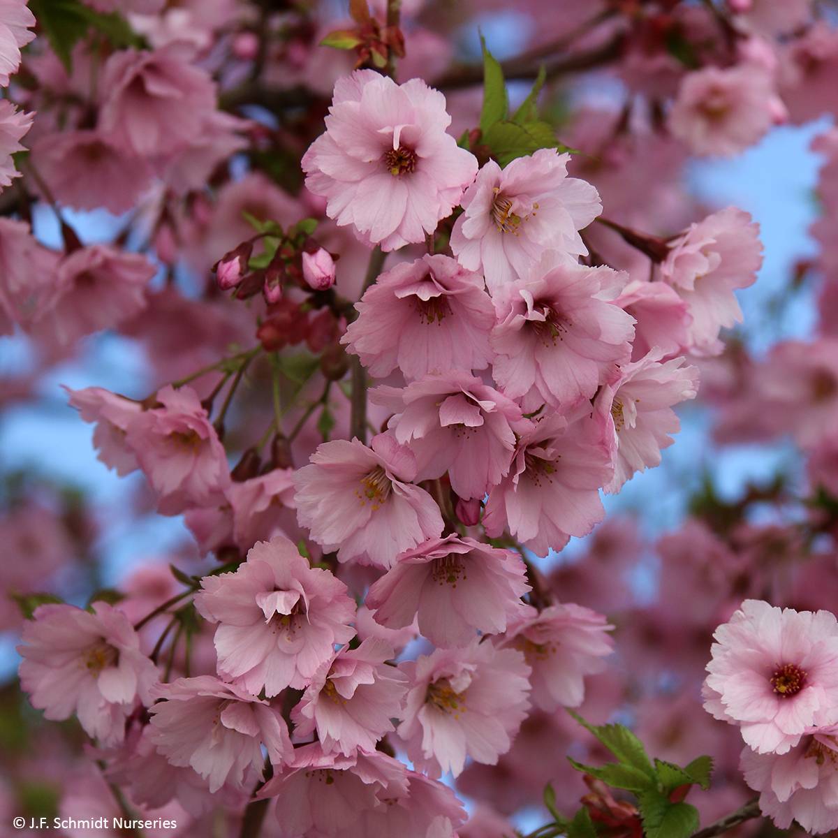 Prunus First Blush - Cerisier à fleurs Pot de 1L/1,5L