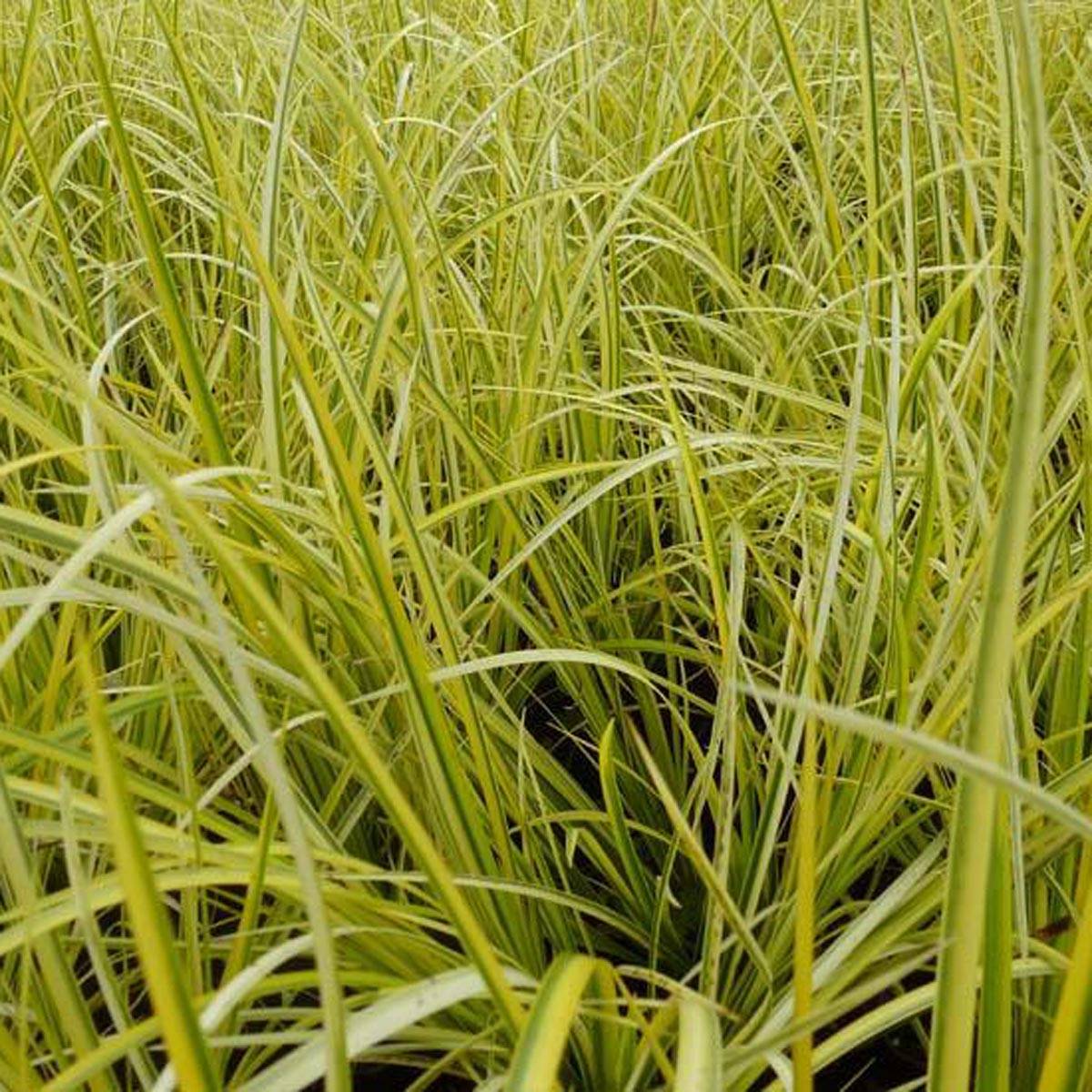 Acorus gramineus Ogon - Jonc japonais panaché Pot de 2L/3L, 30/40
