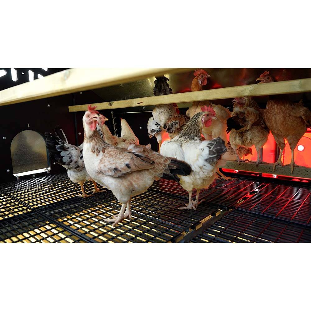Poulailler pour 30 poules - Image 6