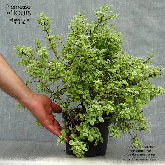 Pittosporum tenuifolium Silver Ball Pot de 2L/3L - Image 2