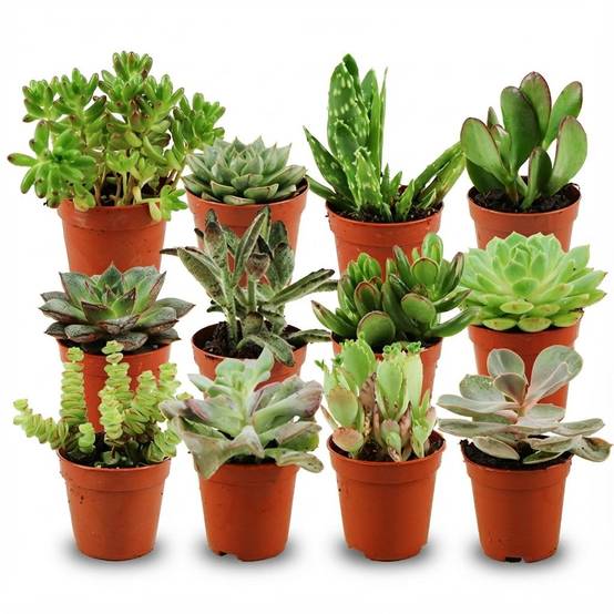 Mini plantes grasses - lot de 12 - Ø5,5cm - ↕10cm - Plantes d’intérieur - Image 1