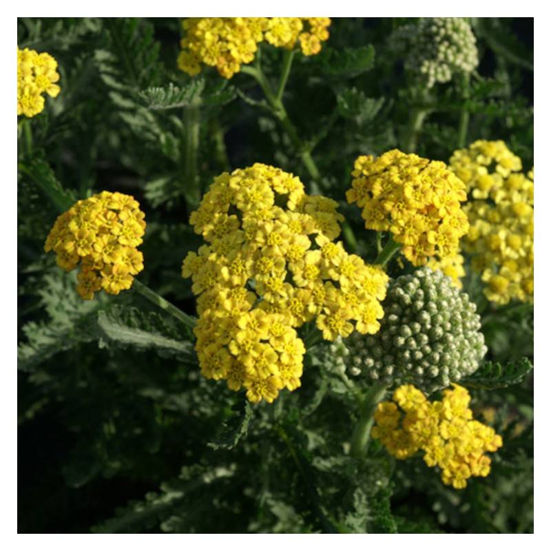 Achillée Sunny Seduction à fleurs Jaune - feuillage Caduc - Godet - 5/20 cm-  hauteur à maturité De 0,50 m à 1,00 m - Image 1