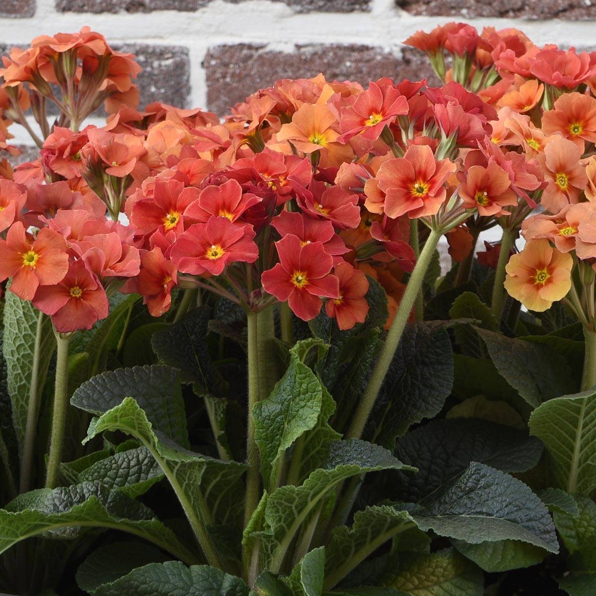 Promesse de Fleurs - Primevère - Primula elatior Veristar Late Marmelade Mini-motte Ø 1,5/2,5 cm (par 5)