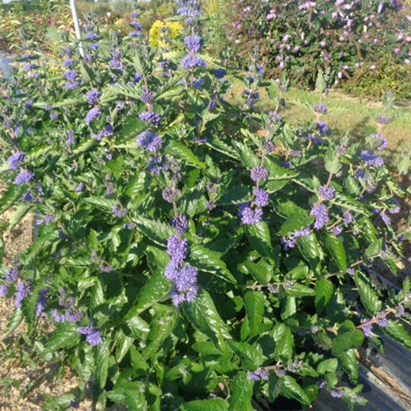 Promesse de Fleurs - Caryopteris x clandonensis Blue Fountain Pot de 3L/4L - Image 1