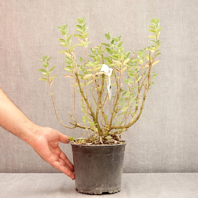 Promesse de Fleurs - Caryopteris x clandonensis Blue Fountain Pot de 3L/4L - Image 2