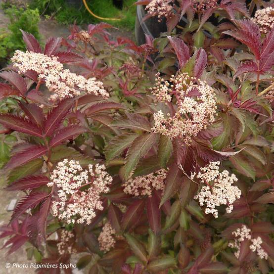 Sambucus nigra Serenade - Sureau noir Pot de 3L/4L - Image 1