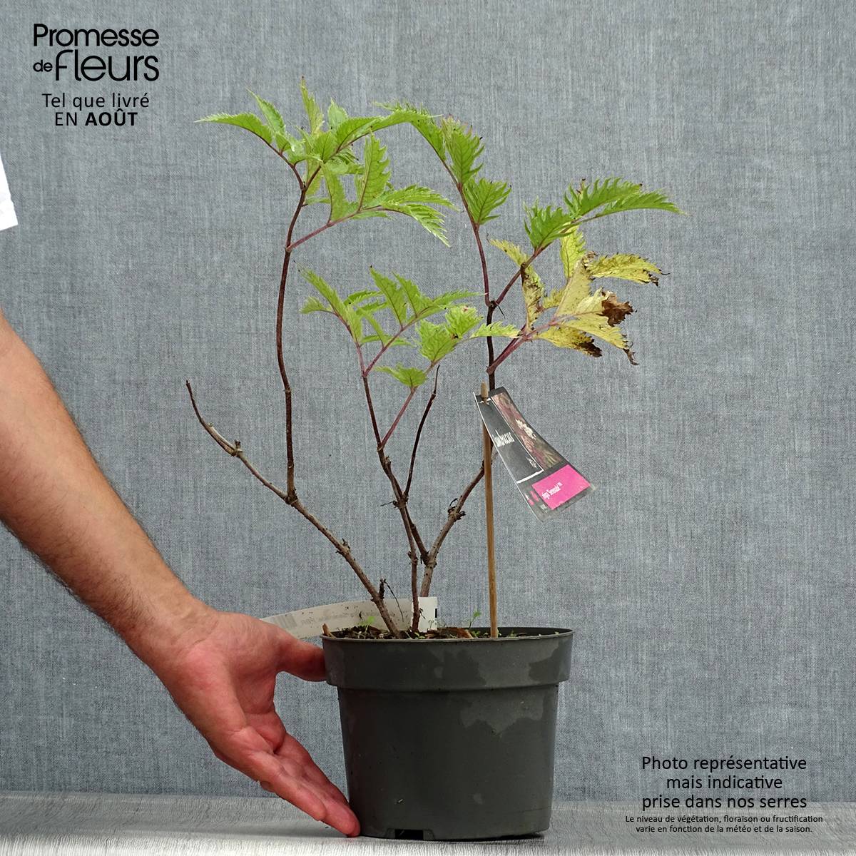 Sambucus nigra Serenade - Sureau noir Pot de 3L/4L - Image 2