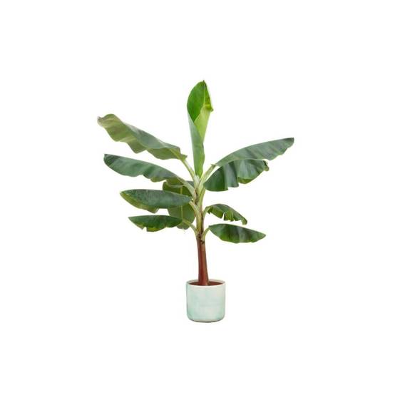 Bananier Musa 120cm et son pot- La Green Touch Vert Océan - Hauteur 120cm