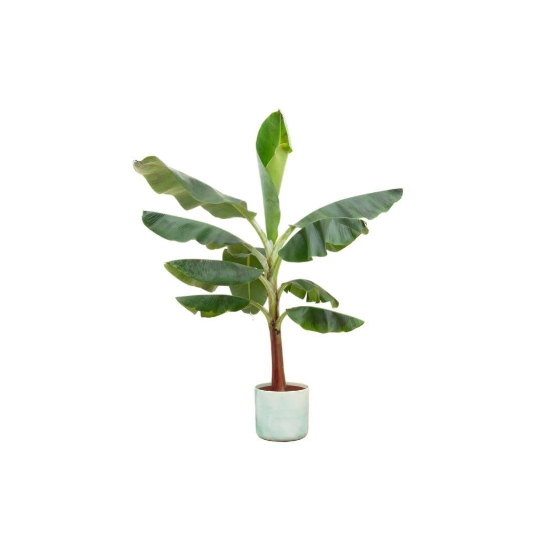 Bananier Musa 120cm et son pot- La Green Touch Vert Océan - Hauteur 120cm
