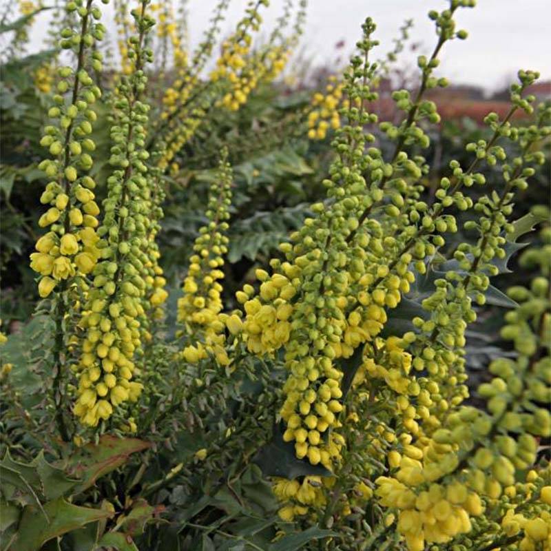 Promesse de Fleurs - Mahonia media Winter Sun Pot de 7,5L/10L