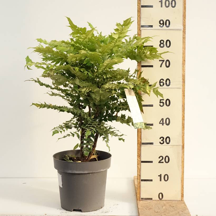 Promesse de Fleurs - Mahonia media Winter Sun Pot de 7,5L/10L - Image 2