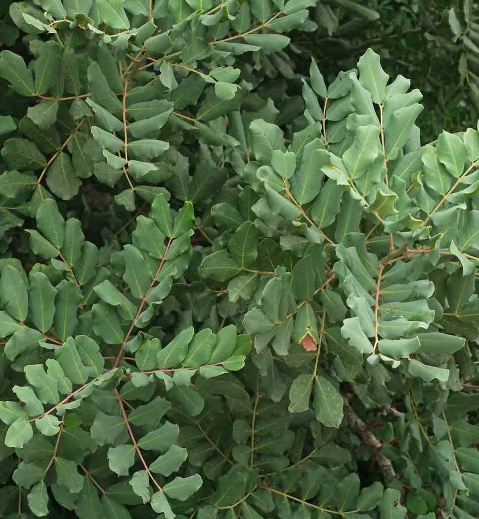0 - Ceratonia siliqua (caroubier) ADULTE : Substitut au chocolat Pot de 140L - 200/250cm - Image 3