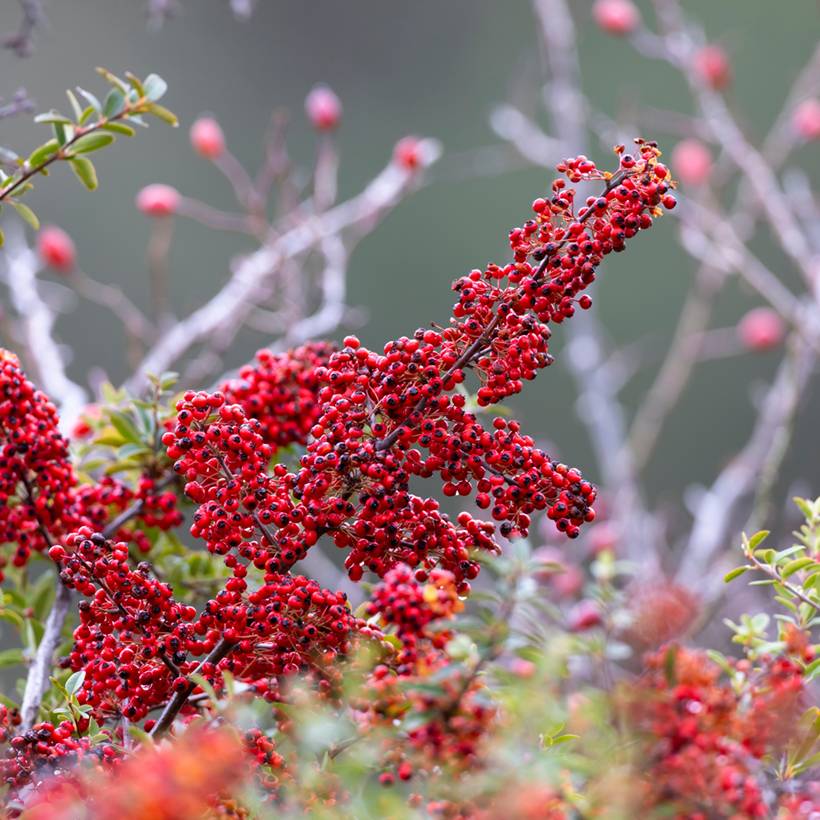 Cotoneaster dammeri - Cotoneaster de Dammer Godet de 8/9 cm - Image 1