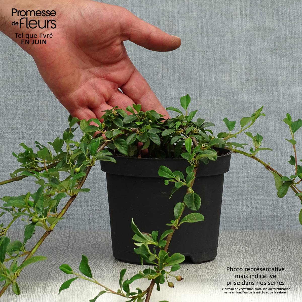 Cotoneaster dammeri - Cotoneaster de Dammer Godet de 8/9 cm - Image 2