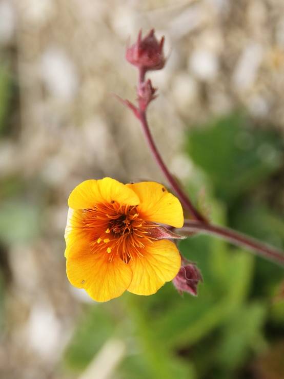 Geum coccineum Karlskaer - Benoîte jaune orangé Godet de 8/9 cm