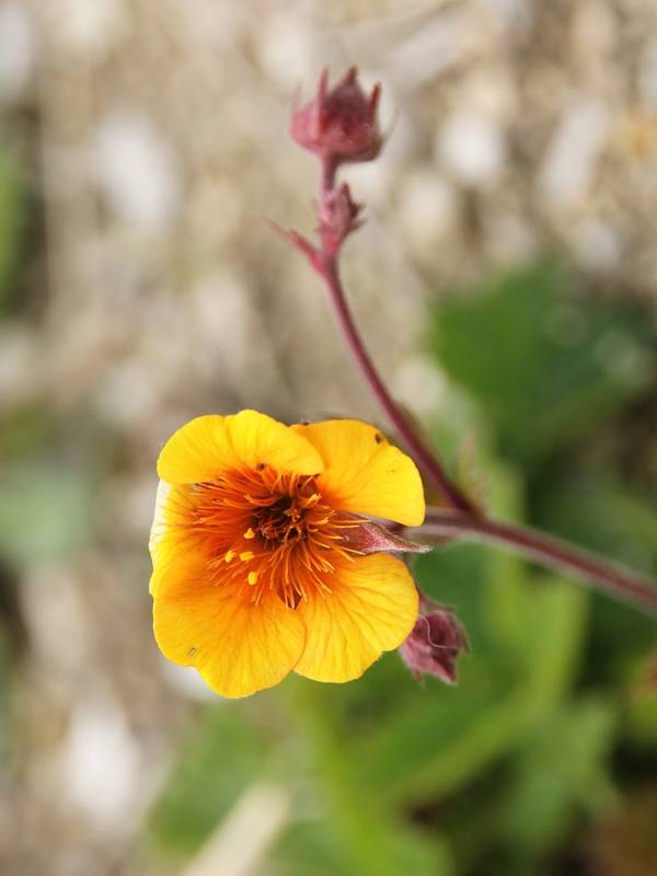 Geum coccineum Karlskaer - Benoîte jaune orangé Godet de 8/9 cm