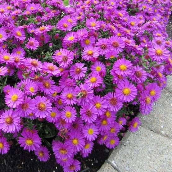 Promesse de Fleurs - Aster dumosus Anneke - Aster nain Godet de 8/9 cm