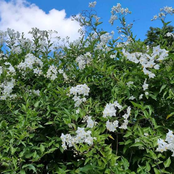 Solanum blanc, Morelle faux jasmin à fleurs Blanche - feuillage Caduc - Pot de 3L - Echelle bambou 60/120 cm- hauteur à maturité De 2,50 m à 3,00 m - Image 7