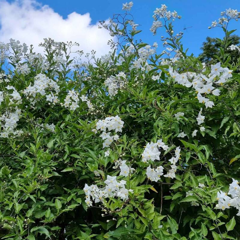 Solanum blanc, Morelle faux jasmin à fleurs Blanche - feuillage Caduc - Pot de 3L - Echelle bambou 60/120 cm-  hauteur à maturité De 2,50 m à 3,00 m - Image 7