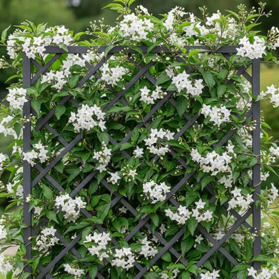 Solanum blanc, Morelle faux jasmin à fleurs Blanche - feuillage Caduc - Pot de 3L - Echelle bambou 60/120 cm- hauteur à maturité De 2,50 m à 3,00 m - Image 3