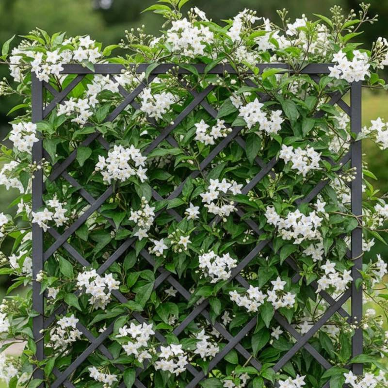 Solanum blanc, Morelle faux jasmin à fleurs Blanche - feuillage Caduc - Pot de 3L - Echelle bambou 60/120 cm-  hauteur à maturité De 2,50 m à 3,00 m - Image 3