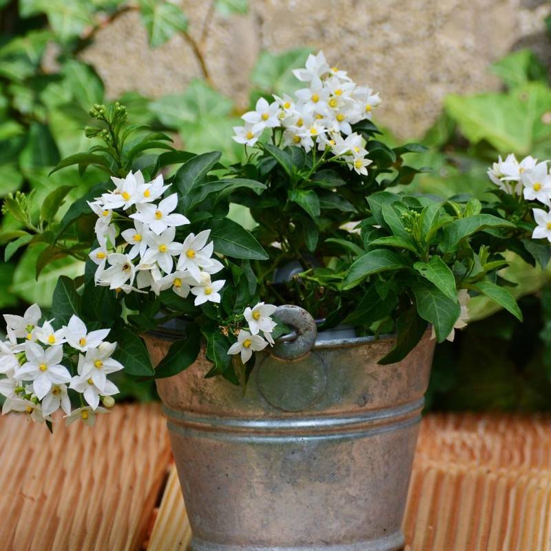 Solanum blanc, Morelle faux jasmin à fleurs Blanche - feuillage Caduc - Pot de 3L - Echelle bambou 60/120 cm-  hauteur à maturité De 2,50 m à 3,00 m - Image 2