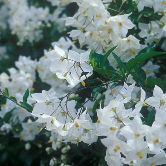 Solanum blanc, Morelle faux jasmin à fleurs Blanche - feuillage Caduc - Pot de 3L - Echelle bambou 60/120 cm- hauteur à maturité De 2,50 m à 3,00 m - Image 6