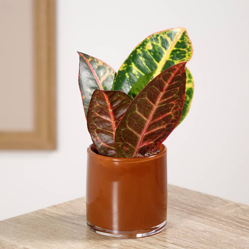 Promesse de Fleurs - Croton Petra - Codiaeum Mini-plante