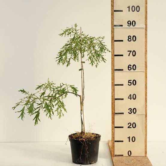 Promesse de Fleurs - Chêne pédonculé - Quercus robur Posnania Pot de 4L/5L - Image 2