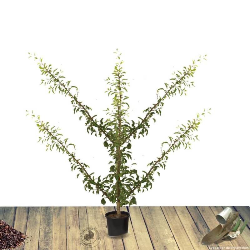 Pommier Reinette Clochard - Bon rendement - Pot de 12L - 1/2 tige - 150/175 cm - De 3,00 m à 5,00 m - Image 10