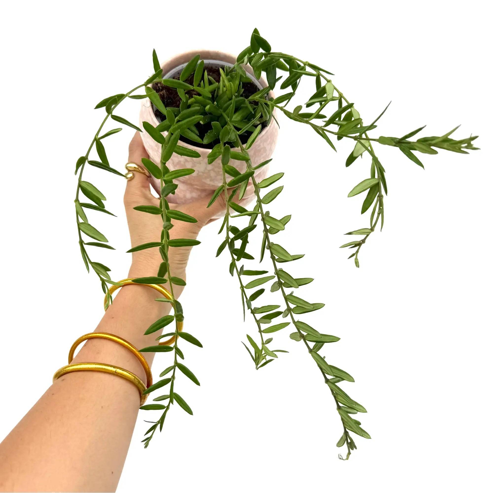 Hoya Engleriana - Pot de 9cm - Plantes d'intérieur - Image 1