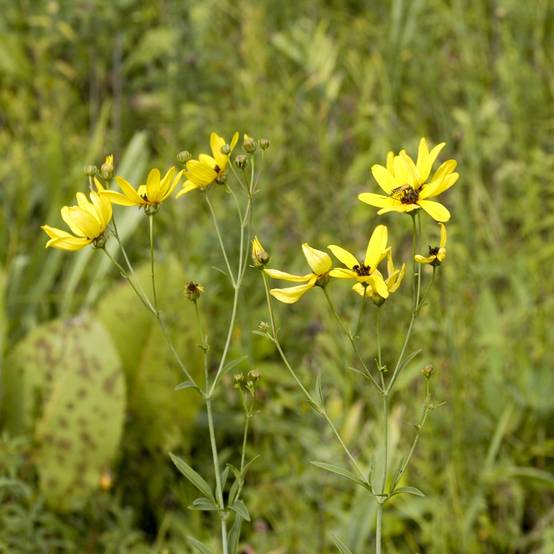 Coreopsis tripteris - Grand coréopsis Godet de 8/9 cm