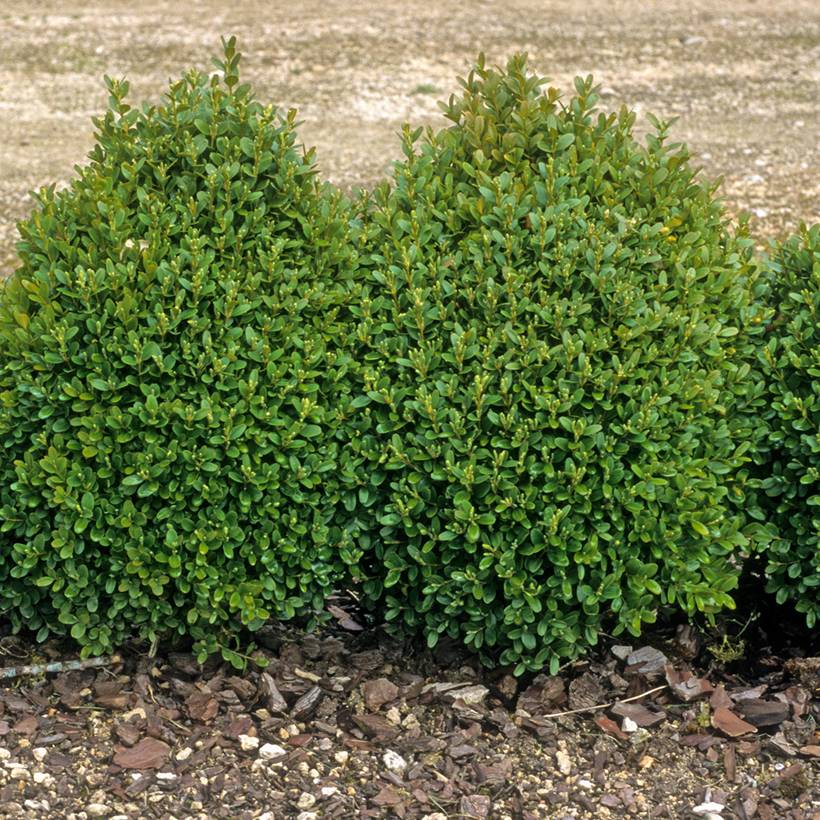 Buis bordure - Buxus sempervirens Pot de 12 cm / 13 cm