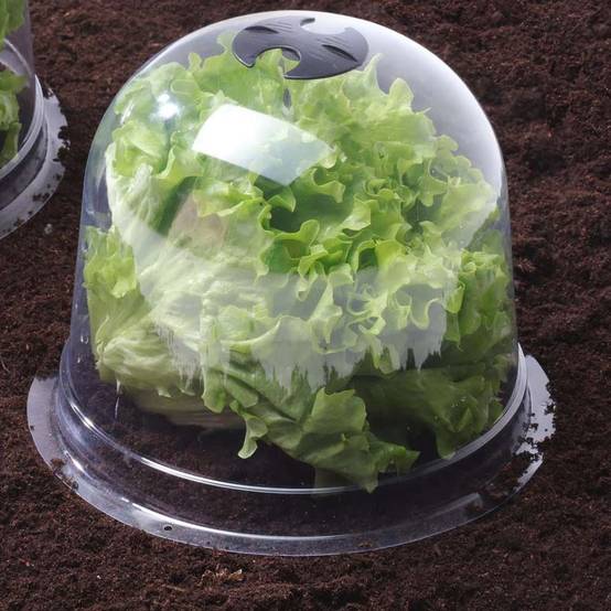 Cloches à salades plastique - Lot de 6 - Image 4