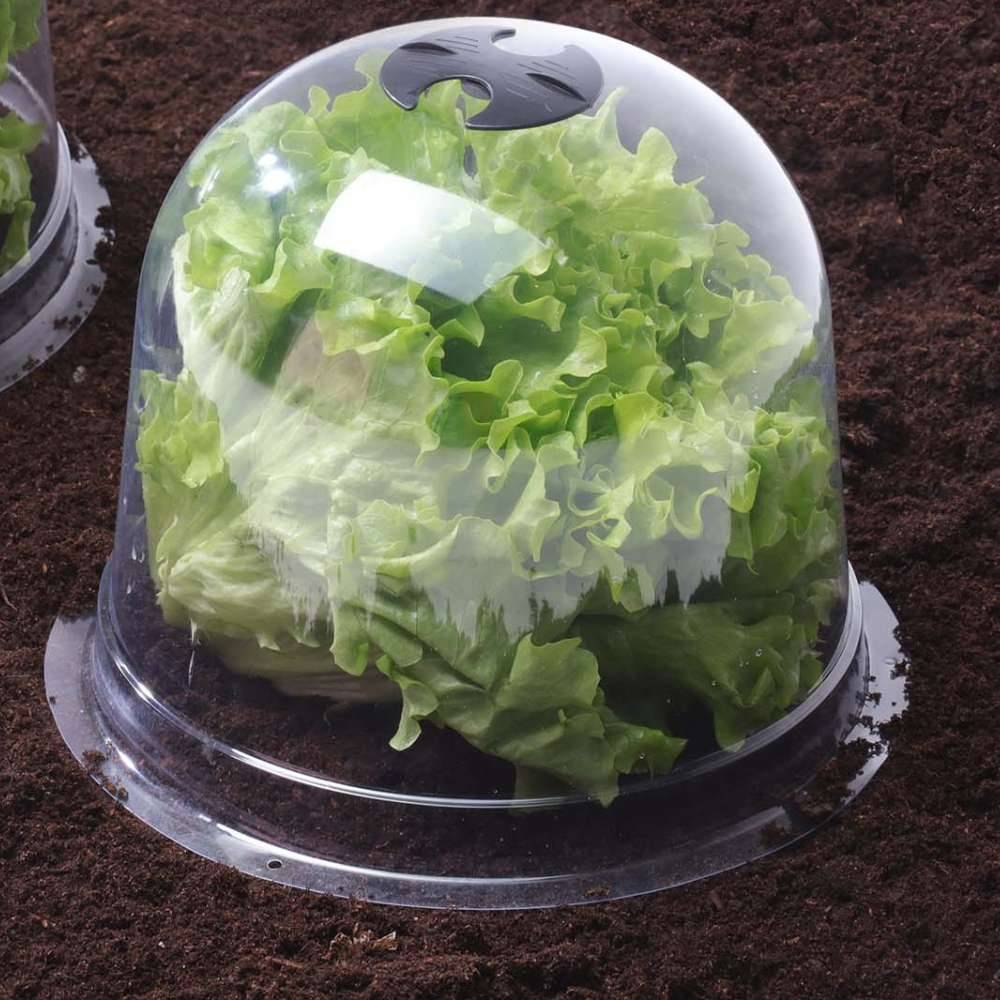 Cloches à salades plastique - Lot de 6 - Image 4